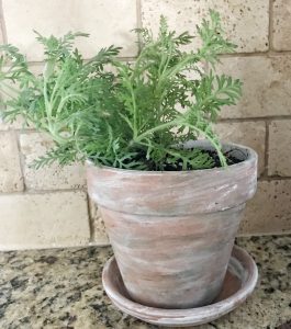 Easy DIY to Get Aged Terra Cotta Look