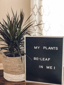 Where to buy inexpensive houseplants #indoorplants #inexpensive #homedecor