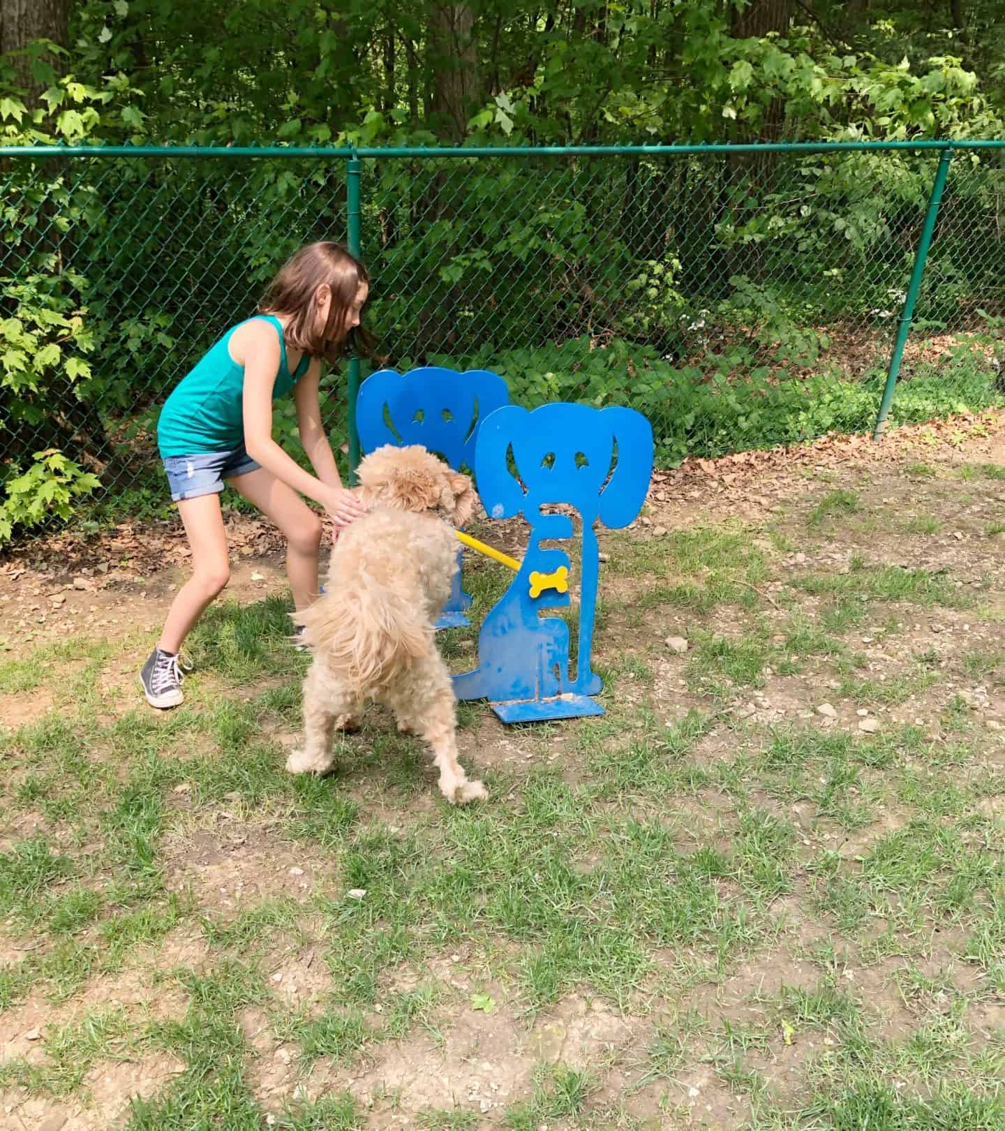 dog park at jellystone park