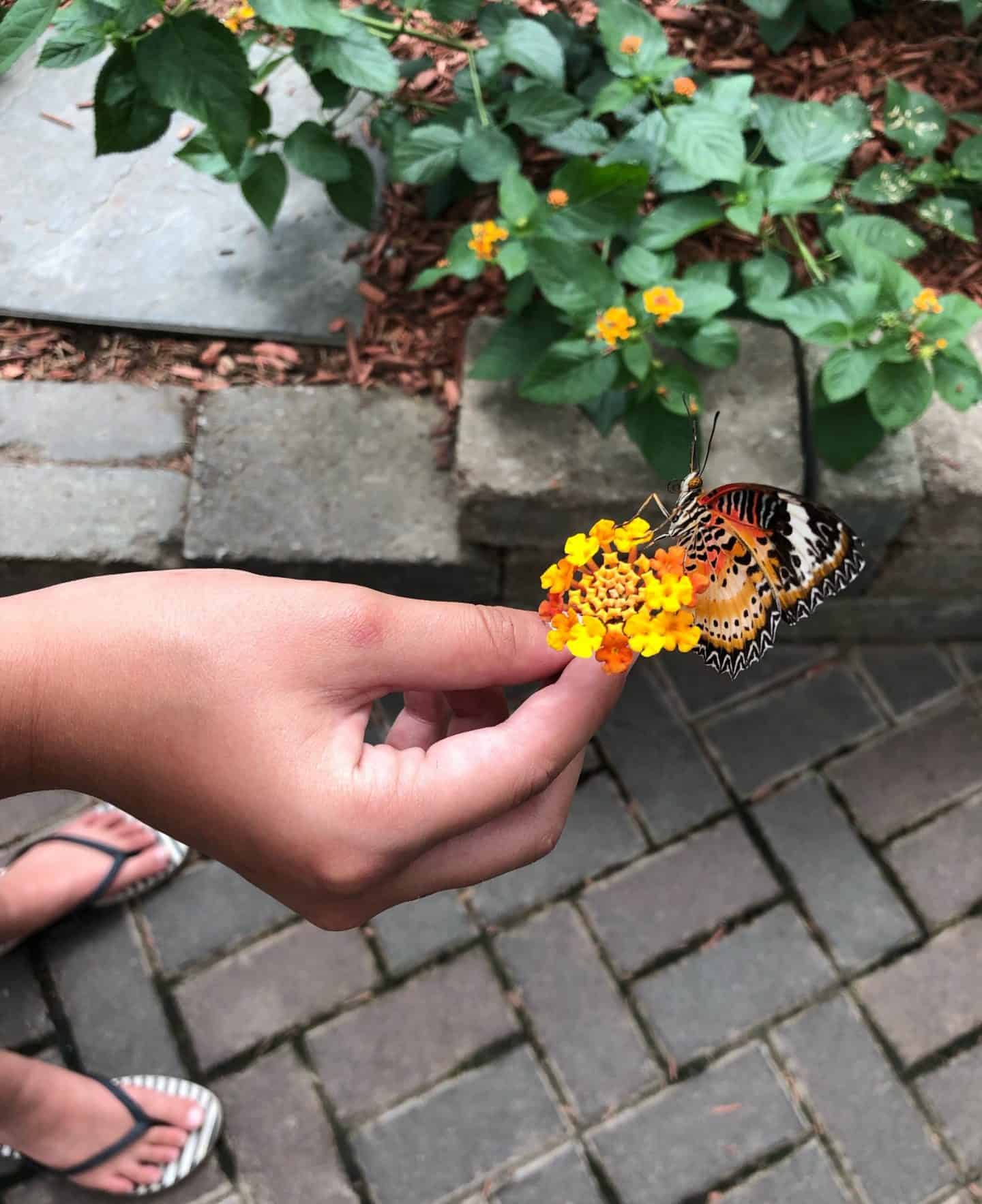 Butterfly House at Perry's Cave