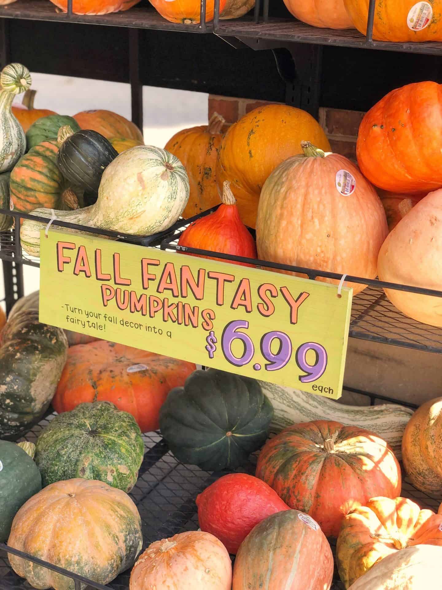 Fall pumpkins at Trader Joe's #fantasypumpkins #gourds #heirlooms
